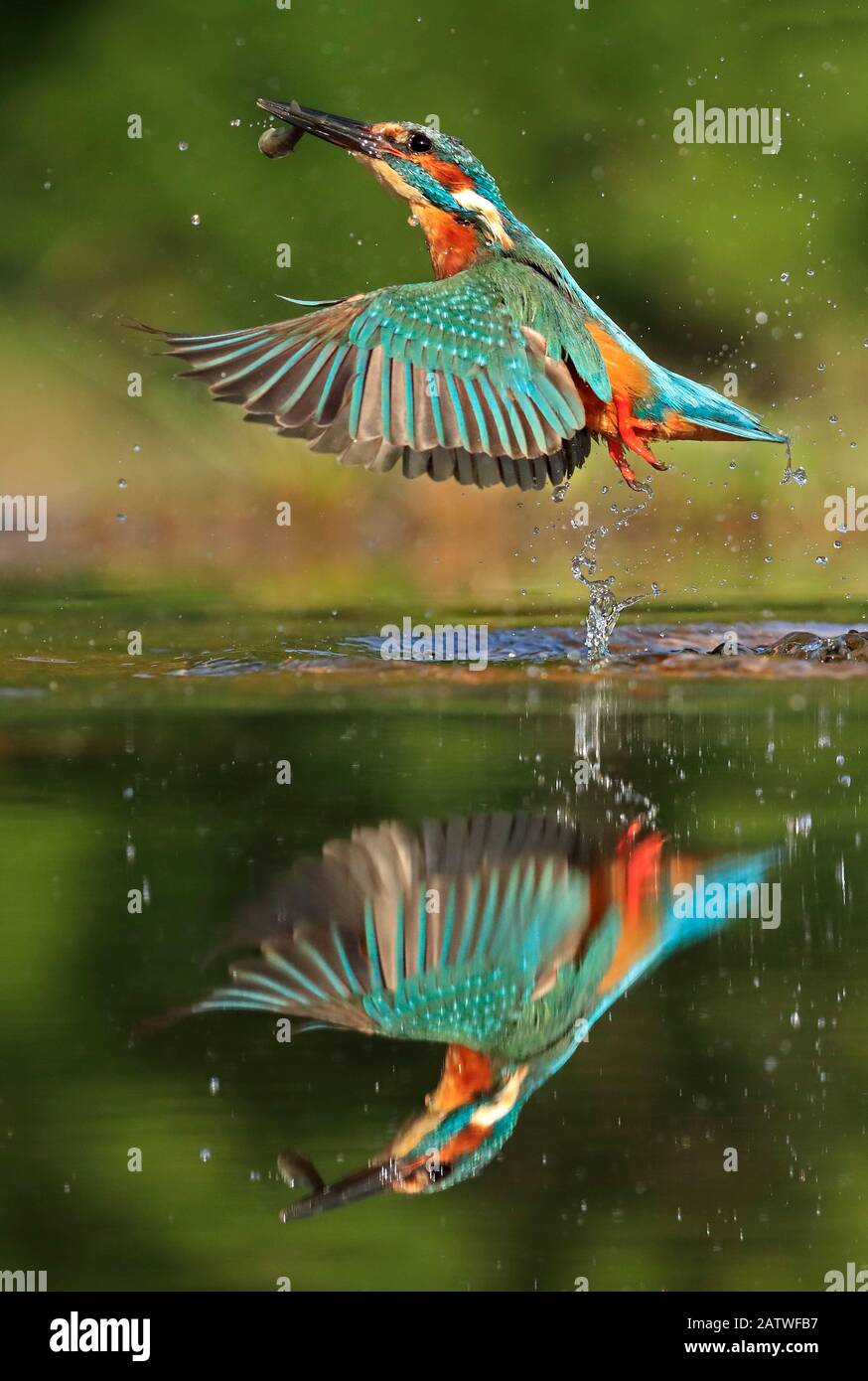 Kingfisher, (Alcedo atthis), diving for fish, UK Stock Photo