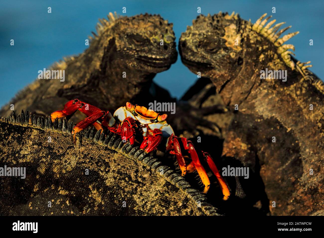 Sally lightfoot crab, (Grapsus grapsus), feeding on marine iguana parasites and dead skin, Galapagos Stock Photo