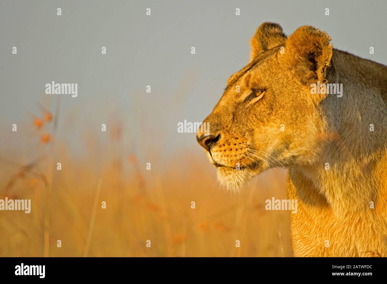 African Lion, (Panthera leo), female hunting, Masai Mara, Kenya, Africa, Stock Photo