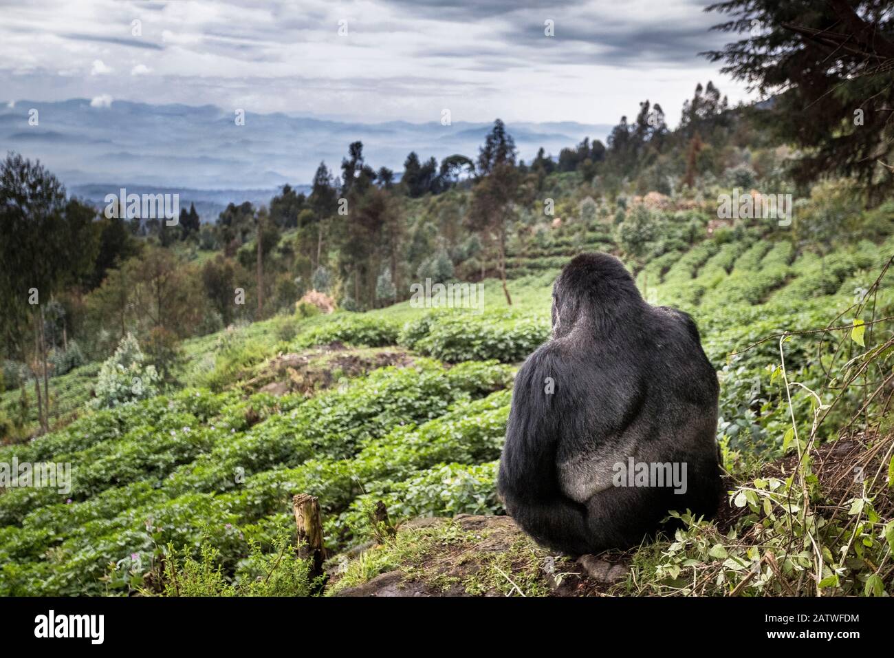 Mountain gorilla (Gorilla beringei beringei) silverback sitting on boundary wall between Volcanoes National Park and a Potato crop, looking into valley. Area to be restored to forest. Rwanda. Stock Photo