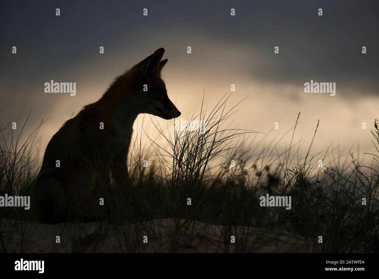 Red fox (Vulpes vulpes) silhouetted, Sado Estuary, Portugal. September Stock Photo