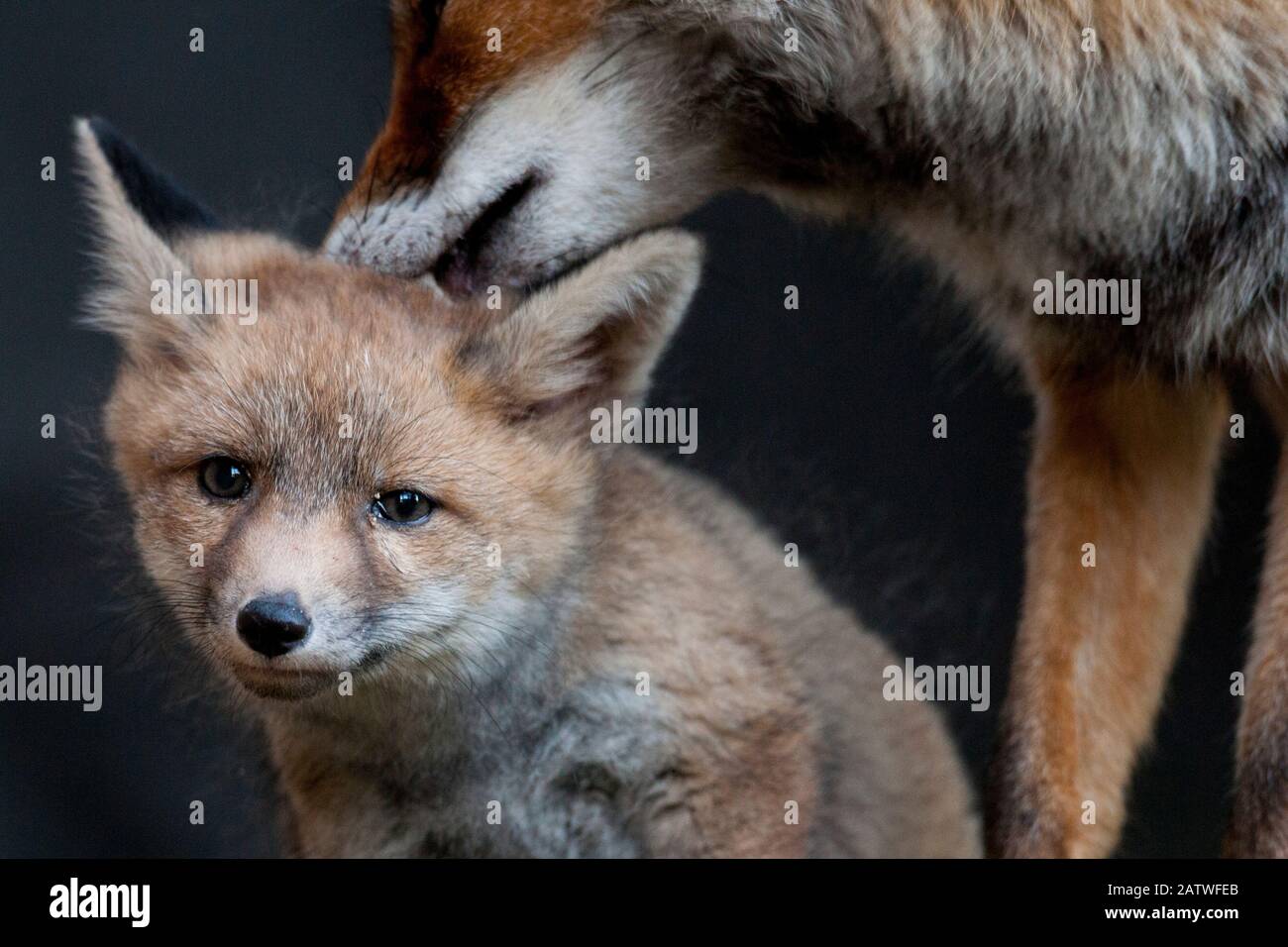 Red fox (Vulpes vulpes) vixen grooming cub, Sado Estuary, Portugal. May Stock Photo