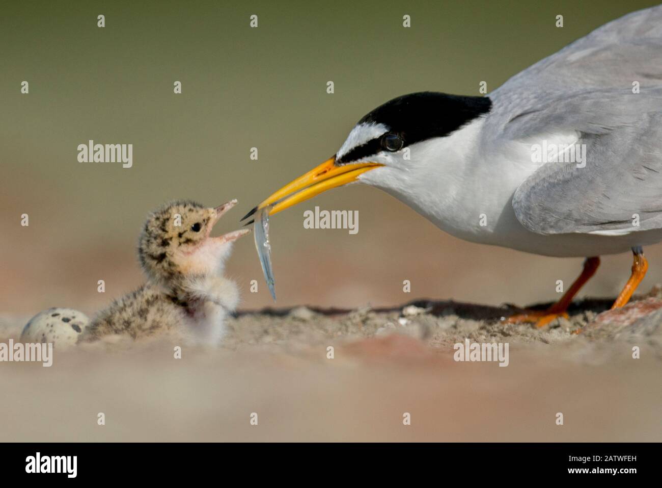 Little Tern (Sterna albifrons) feeding chick, Sado Estuary, Portugal. June Stock Photo