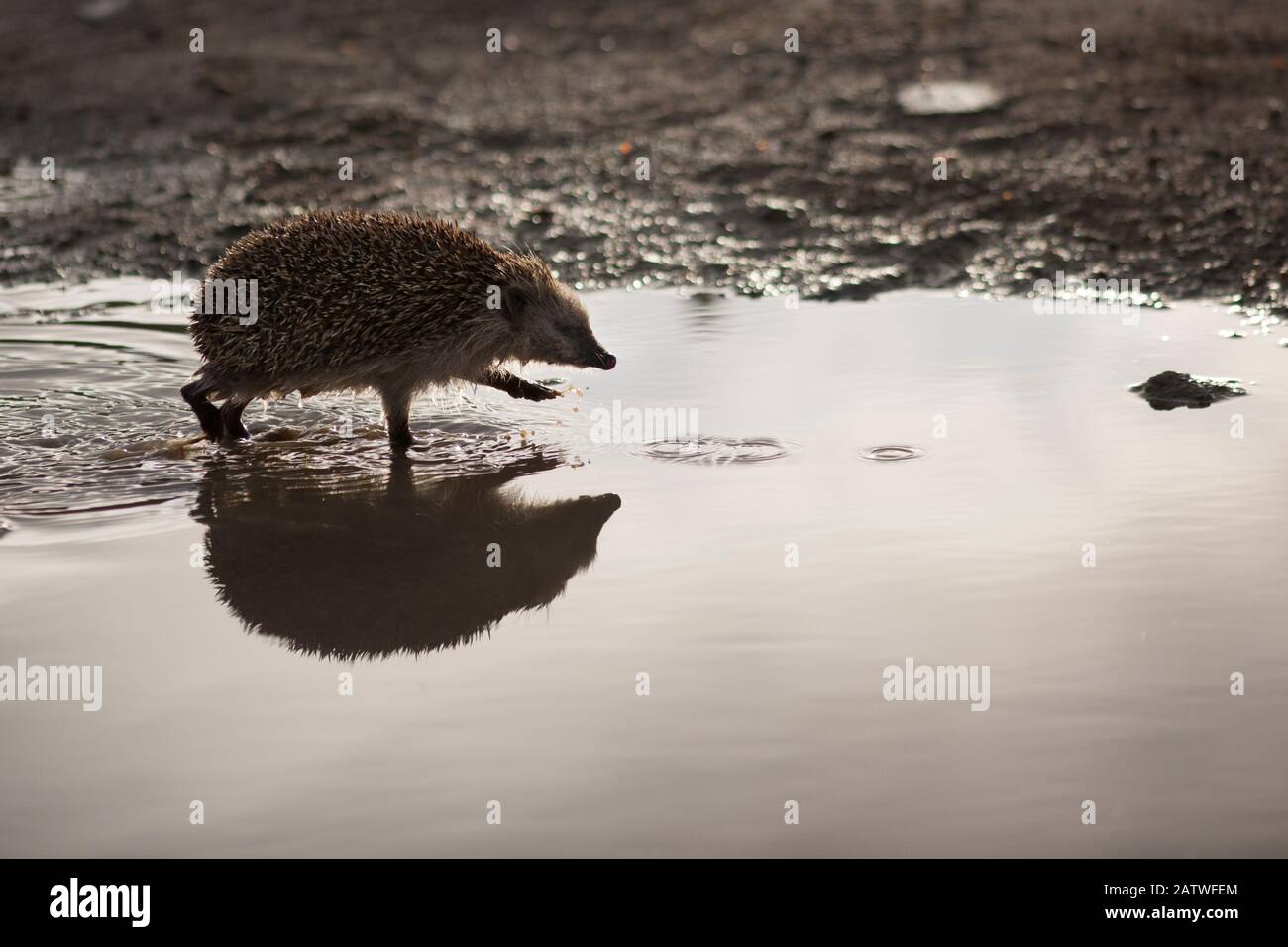 Hedgehog (Erinaceus europaeus) walking through puddle. Sado Estuary, Portugal . March Stock Photo