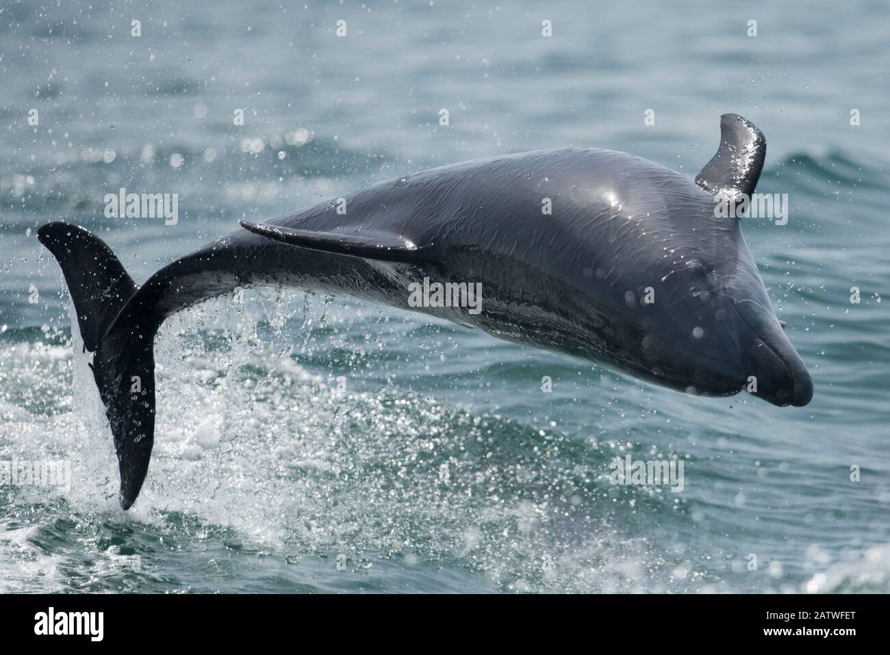 Bottlenose dolphin (Tursiops truncatus) porpoising, Sado Estuary, Portugal. July Stock Photo