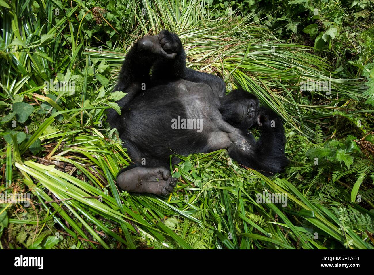 Mountain Gorilla (Goriila beringei) resting, Volcanoes National Park, Virunga Mountains, Rwanda. Stock Photo