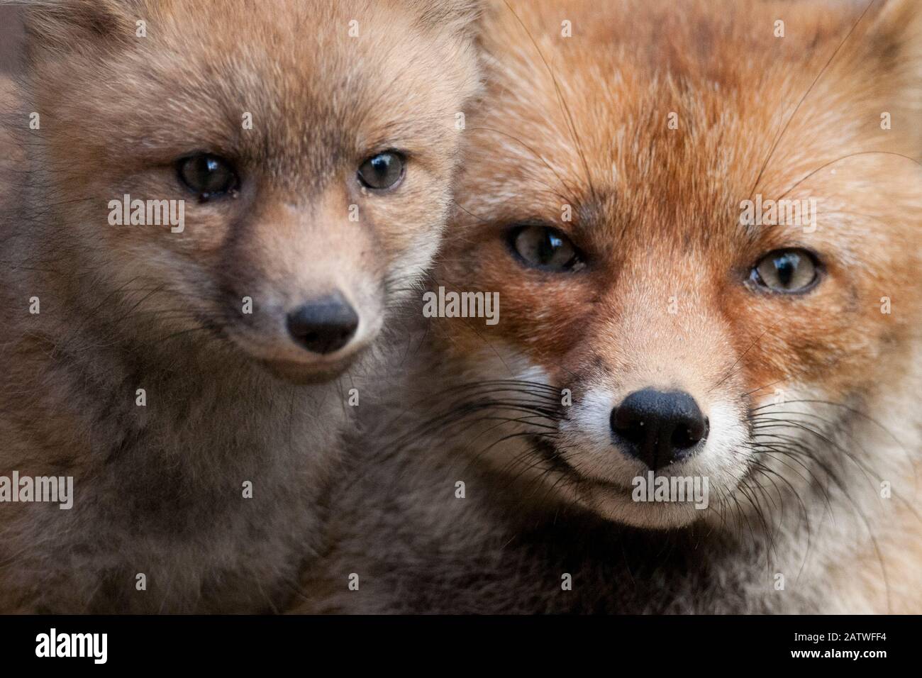 Red fox (Vulpes vulpes) and a newborn cub, Sado Estuary, Portugal. May Stock Photo