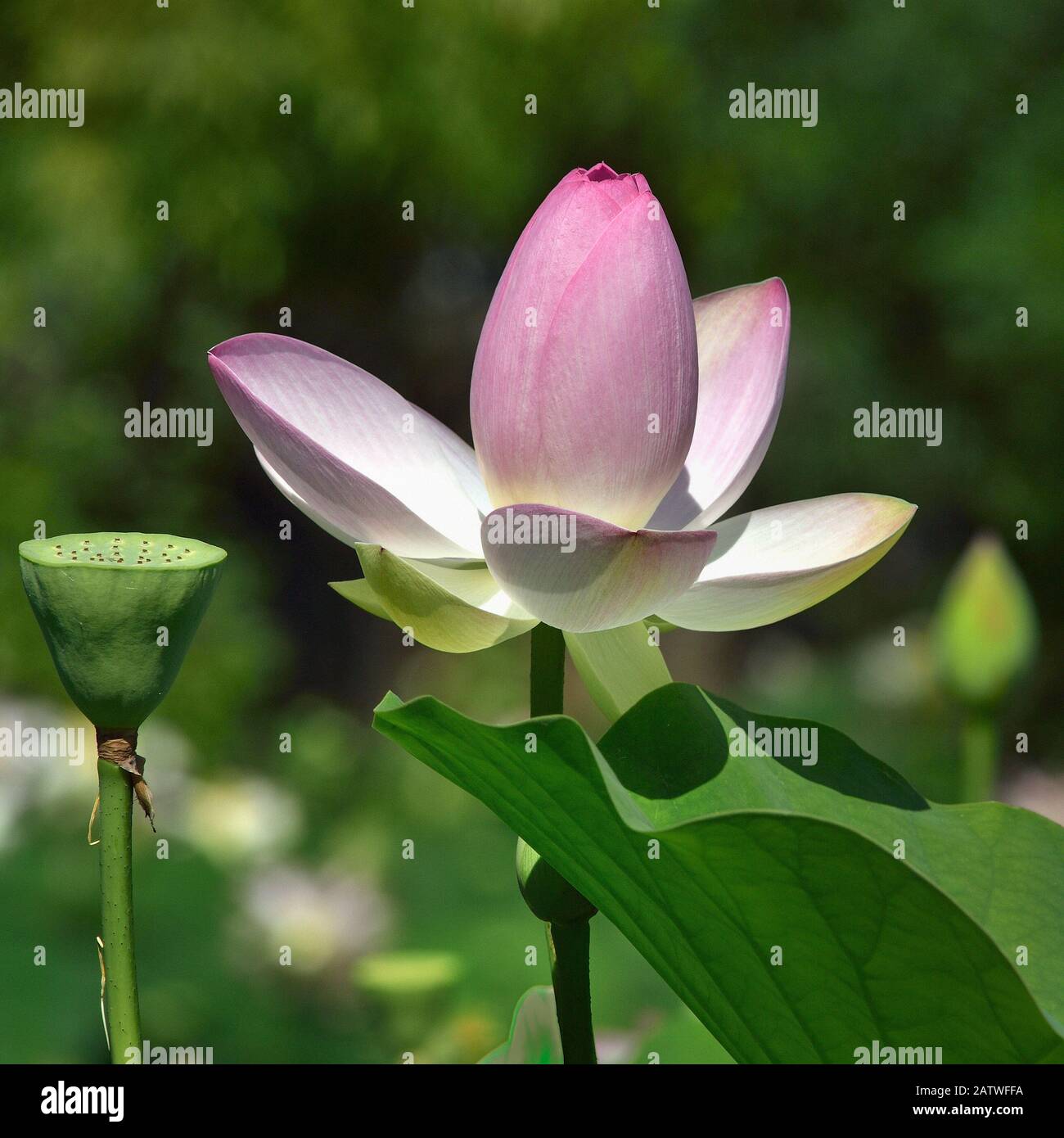 Lotus (Nelumbo nucifera) in flower in botanic garden, Vendee, France, July. Stock Photo