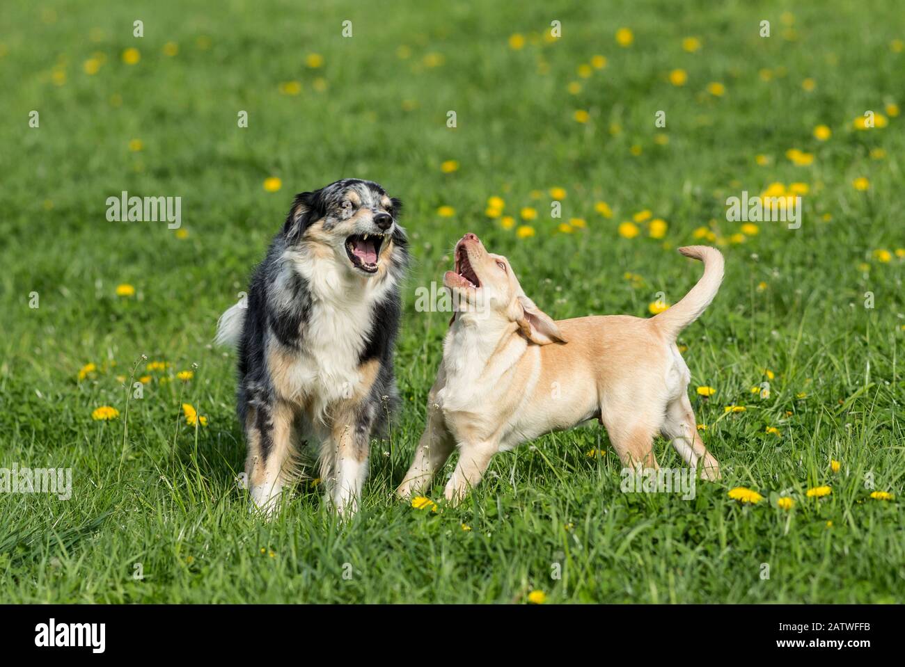 Adult Australian Shepherd and Labrador Retriever puppy playing on a