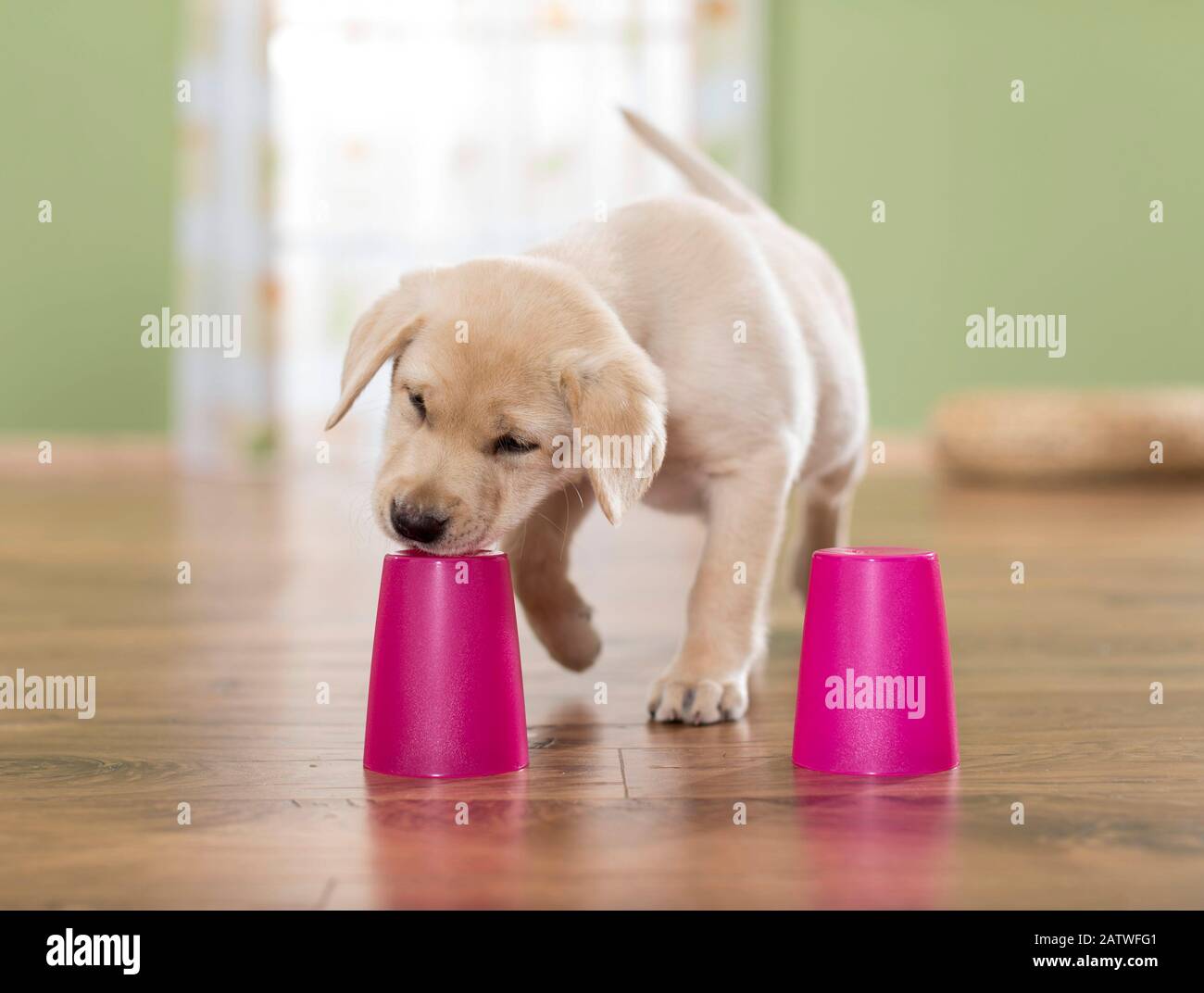 Labrador Retriever. Yellow puppy playing a shell game. Germany Stock ...