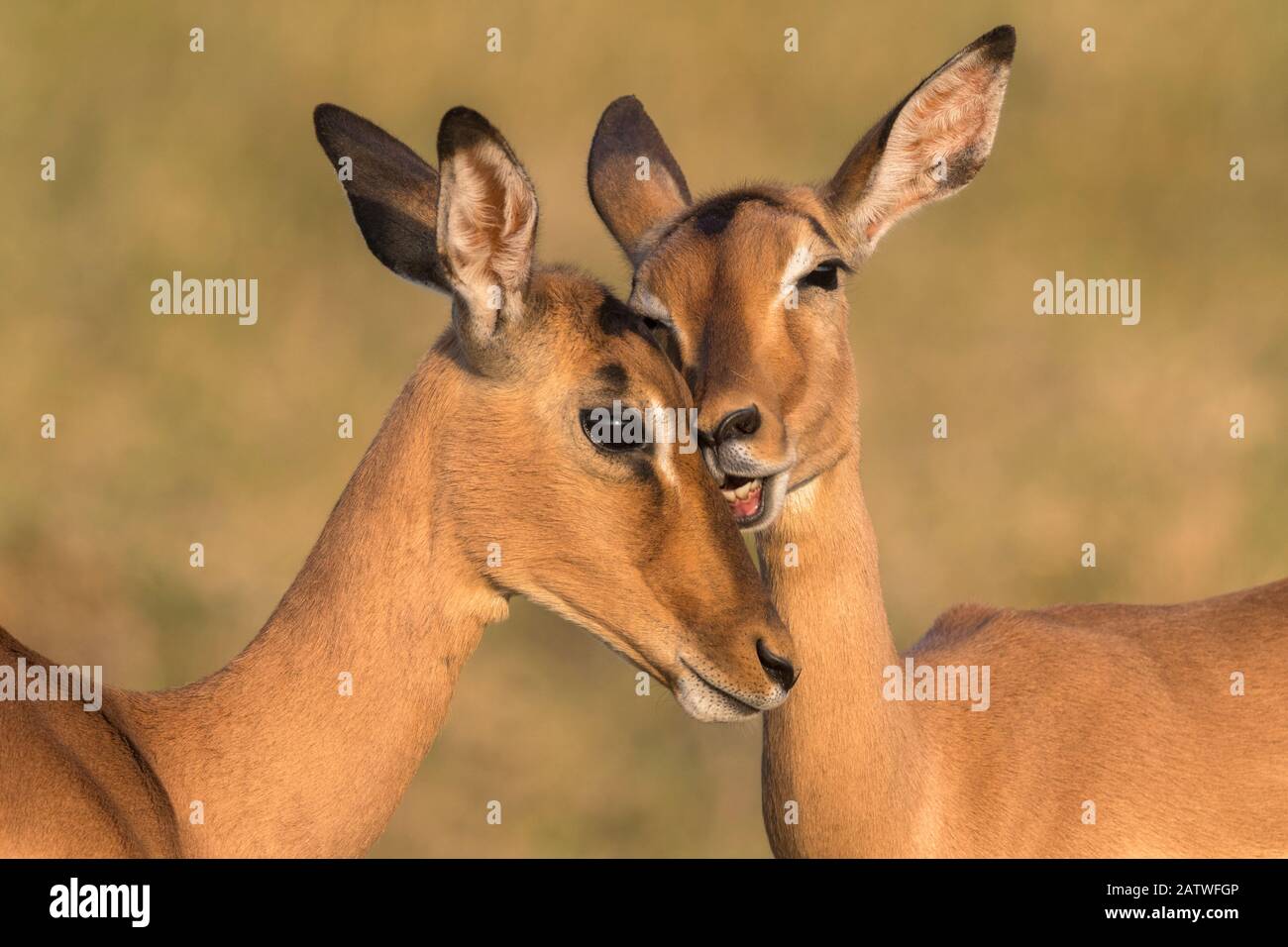 Impala (Aepyceros melampus) allo-grooming, iMfolozi game reserve, KwaZulu-Natal, South Africa, August Stock Photo