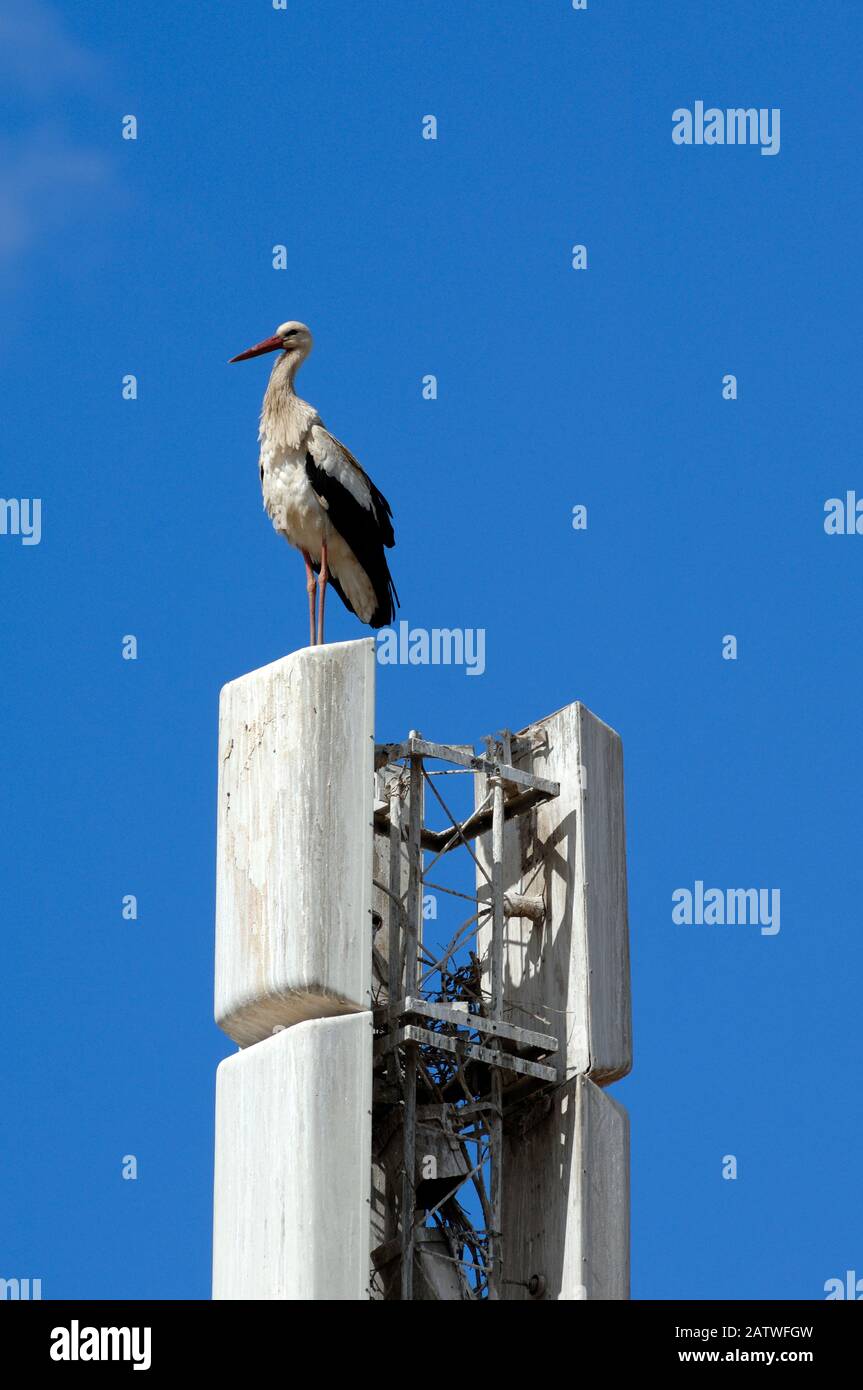 Single White Stork, Ciconia ciconia, Perched or Standing on Communications Transmitter or Antenna Marrakesh Morocco Stock Photo