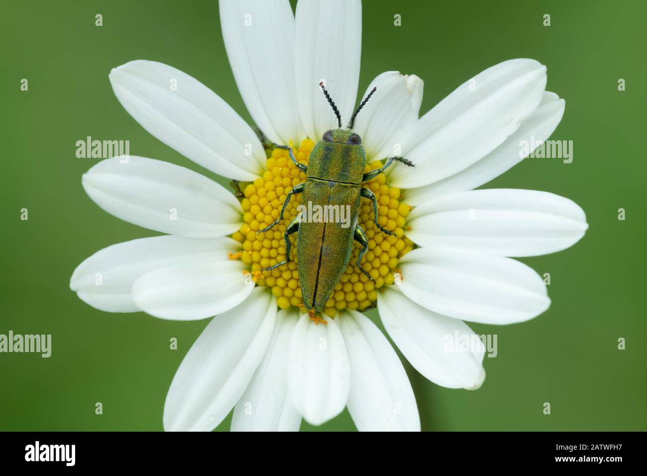 Jewel beetle (Anthaxia hungarica) on aster flower, South of Casteil, French Pyrenees, France. May Stock Photo
