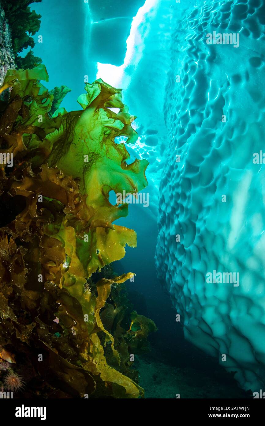 Sugar kelp (Saccharina latissima) near iceberg, view upwards to gap in sea ice. Tasiilaq, East Greenland. April. Stock Photo