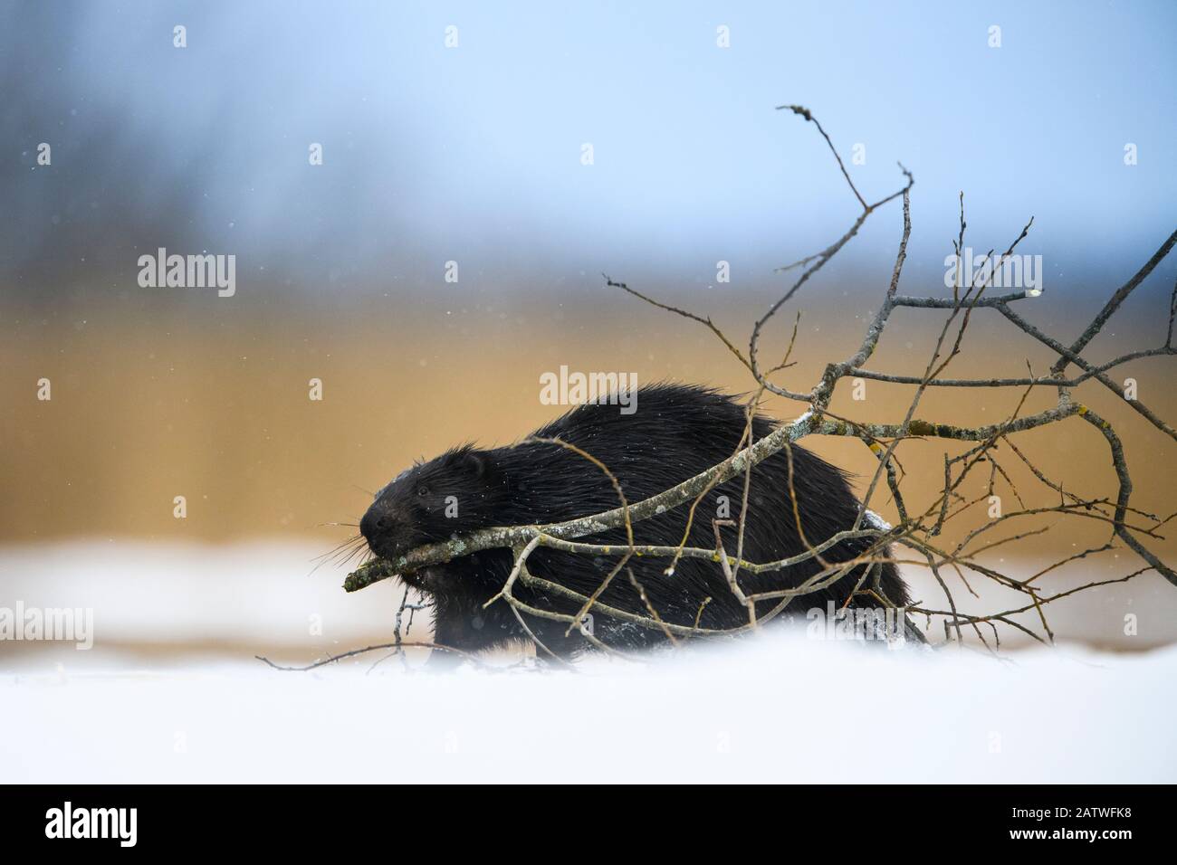 Eurasian beaver (Castor fiber) with Willow (Salix sp) branch for winter stockpile. Near Suur Emajogi River, Tartumaa, Southern Estonia. January. Stock Photo