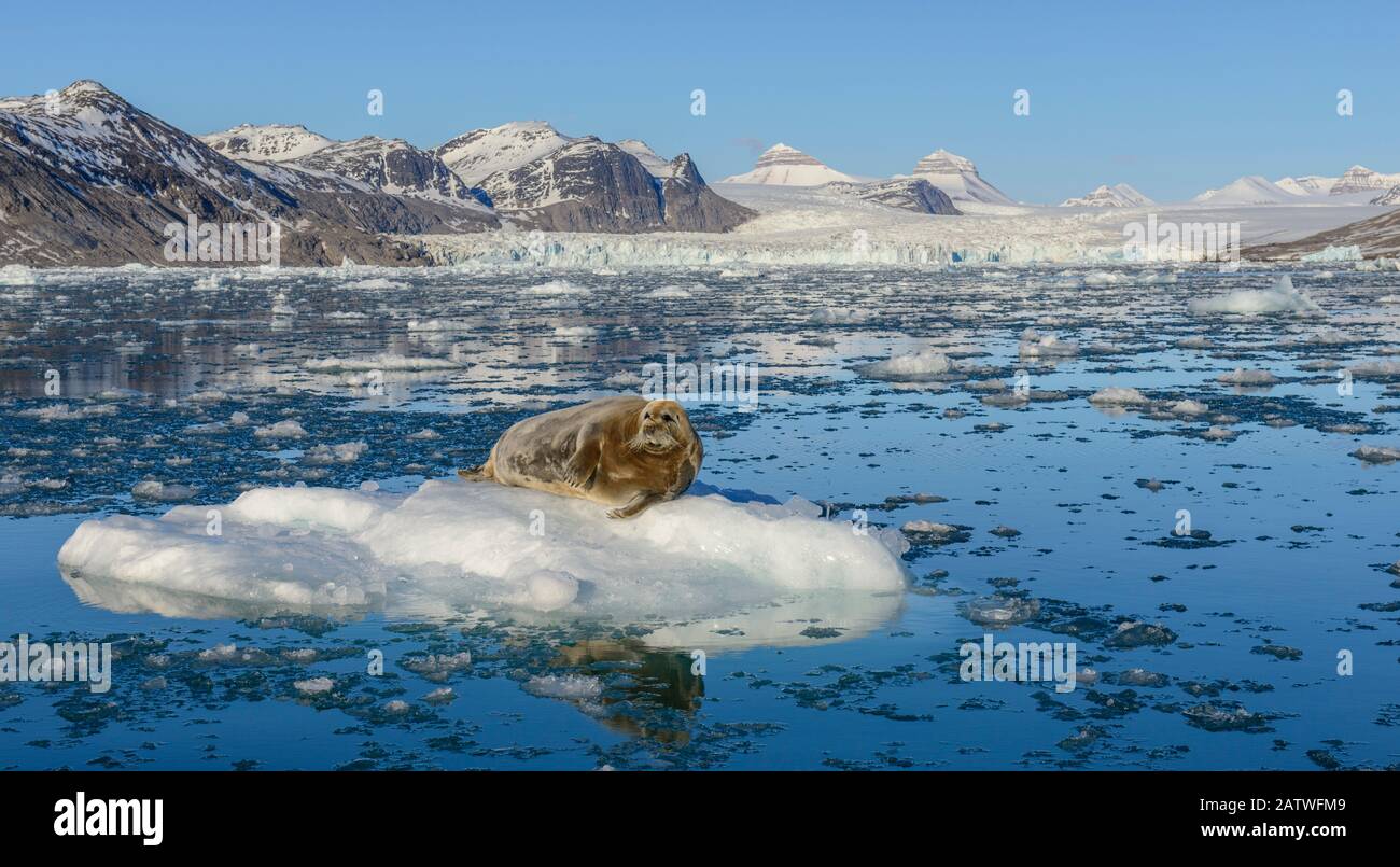 Bearded seal (Erignathus barbatus) sunbathing on iceberg broken off from glacier. Kongsfjorden fjord, Spitsbergen, Norway. June 2014. Stock Photo