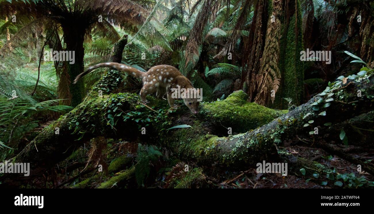 Spotted-tailed quoll (Dasyurus maculatus) scent marking in Monga National Park, New South Wales, Australia. Remote camera, triggered by movement. Highly Commended 2018 Wildlife Photographer Of The Year, Animals in their Environment category. Stock Photo