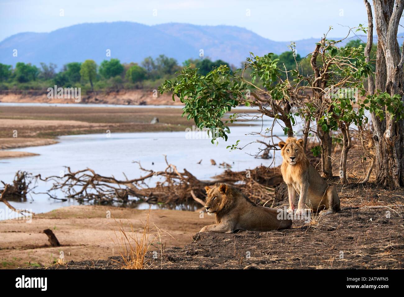 Coalition of two African male lions (Panthera leo) resting on the banks of the Luangwa river, dry season, South Luangwa National Park, Zambia Stock Photo