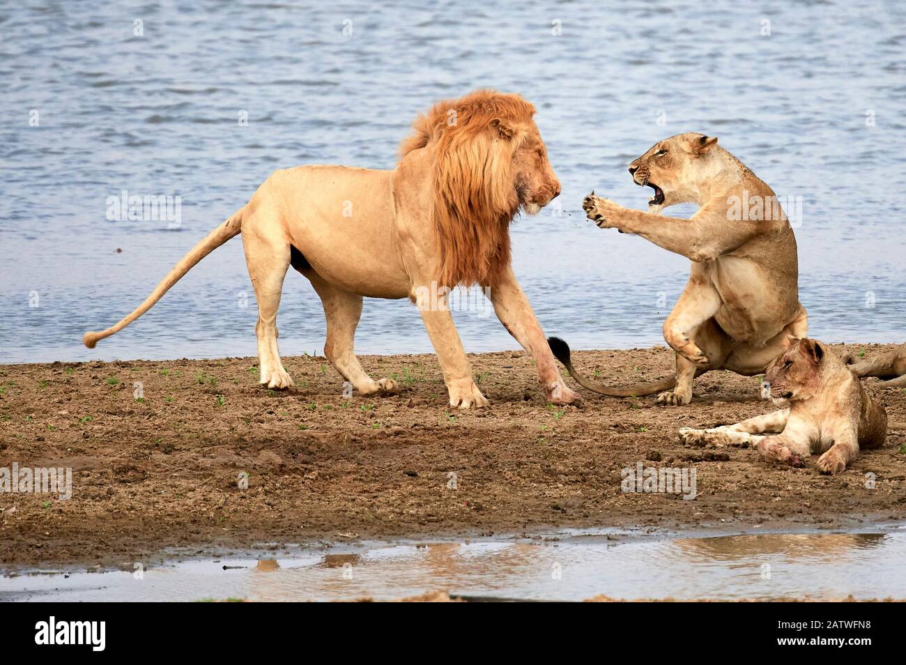 Lioness (Panthera leo), aggressively rebuffing male lion banks of the Luangwa river, South Luangwa National Park, Zambia Stock Photo
