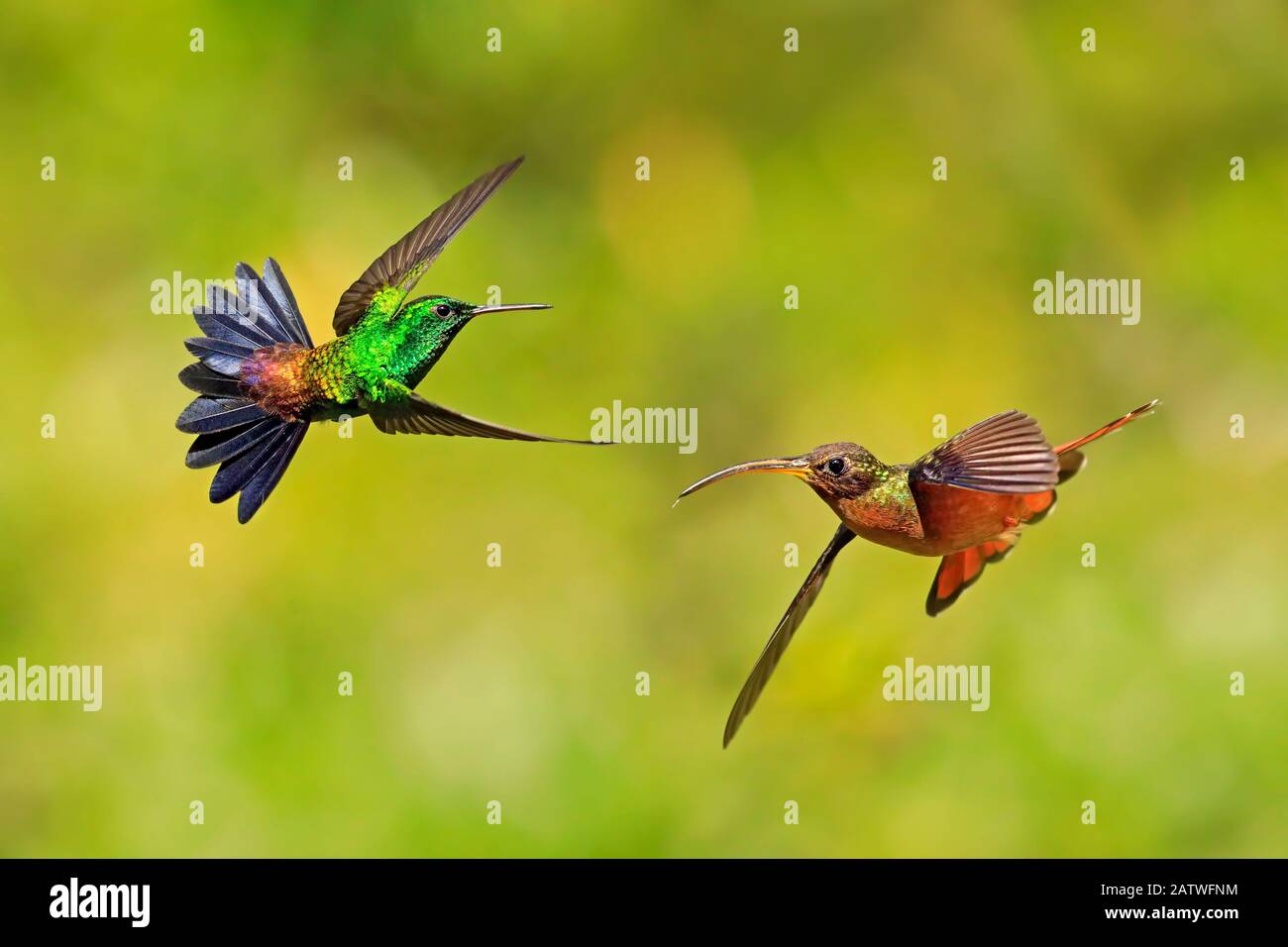 Rufus-breasted hermit hummingbird (Glaucis hirsutus) and Copper-rumped hummingbird and(Amazilia tobaci) hovering, Tobago Stock Photo