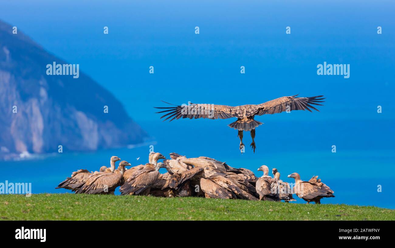 Griffon vulture (Gyps fulvus) landing on coast next to flock. Cantabria, Spain, March. Stock Photo