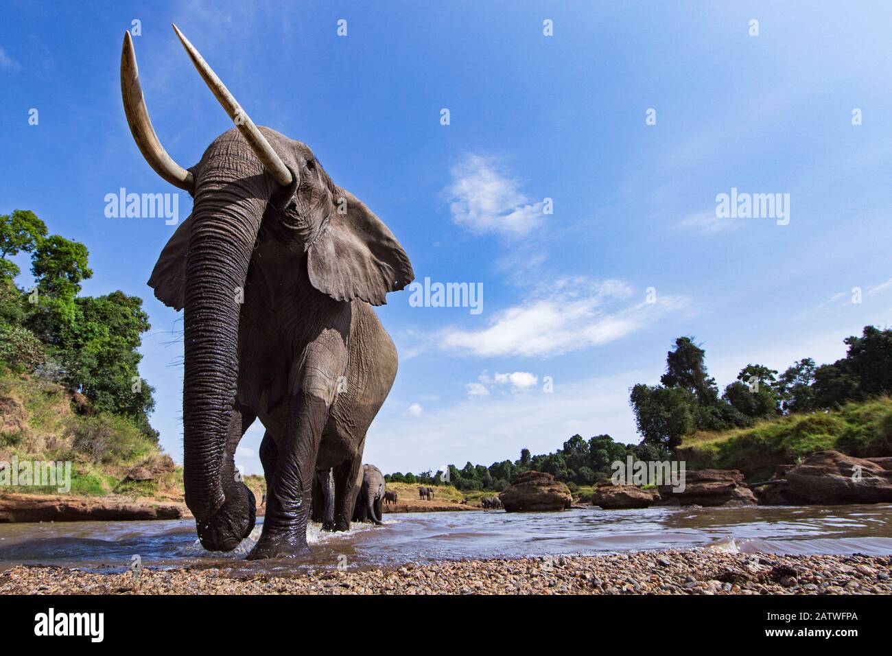 African elephant (Loxodonta africana) near water approaching - remote camera. Masai Mara National Reserve, Kenya. Stock Photo