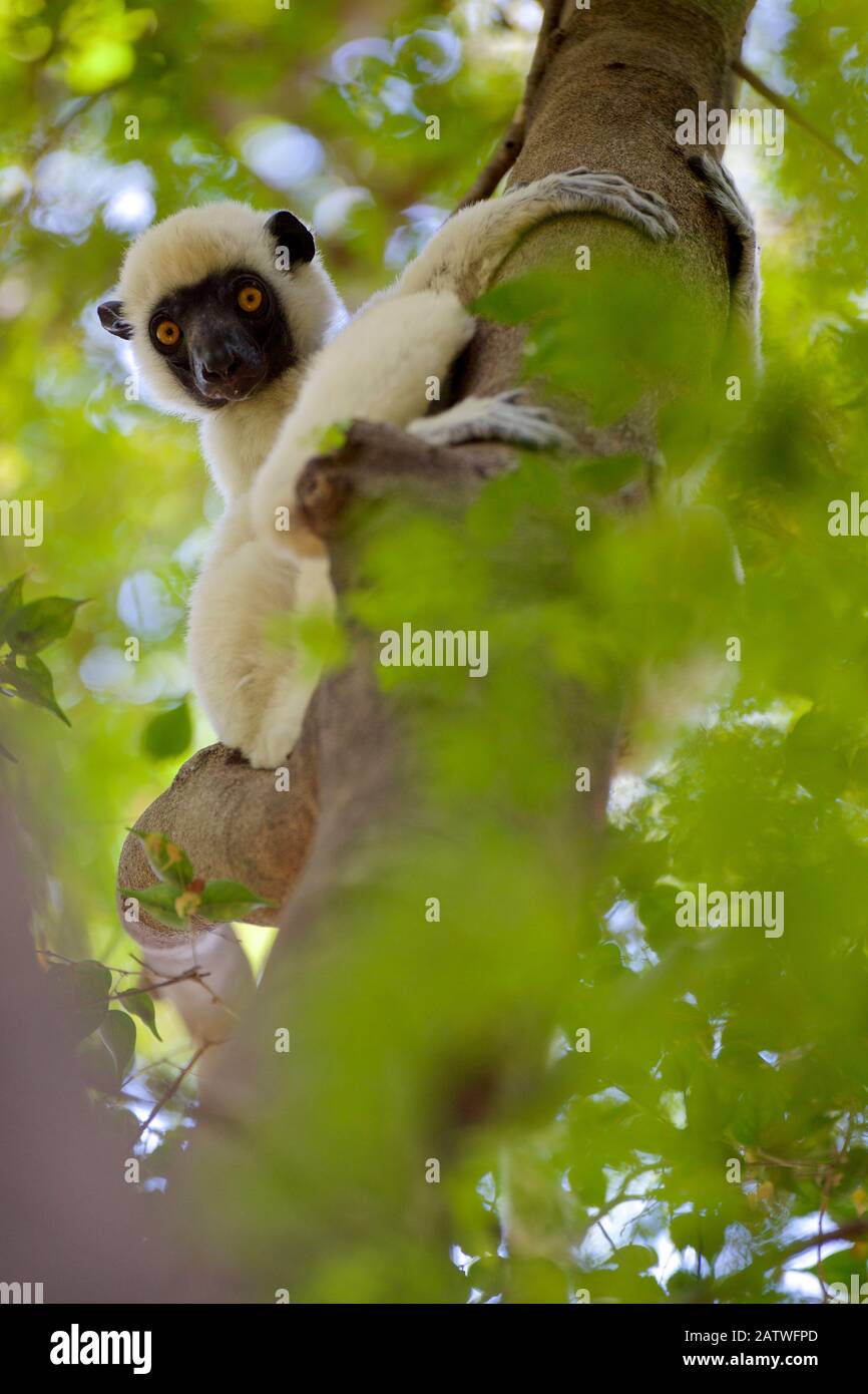 Sifaka de Decken (Propithecus deckenii), sitting in tree, Tsingy de