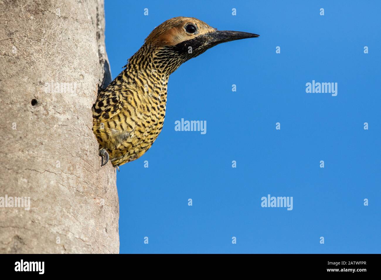Fernandinas flicker (Colaptes fernandinae) peering out of nest hole, Cuba Stock Photo