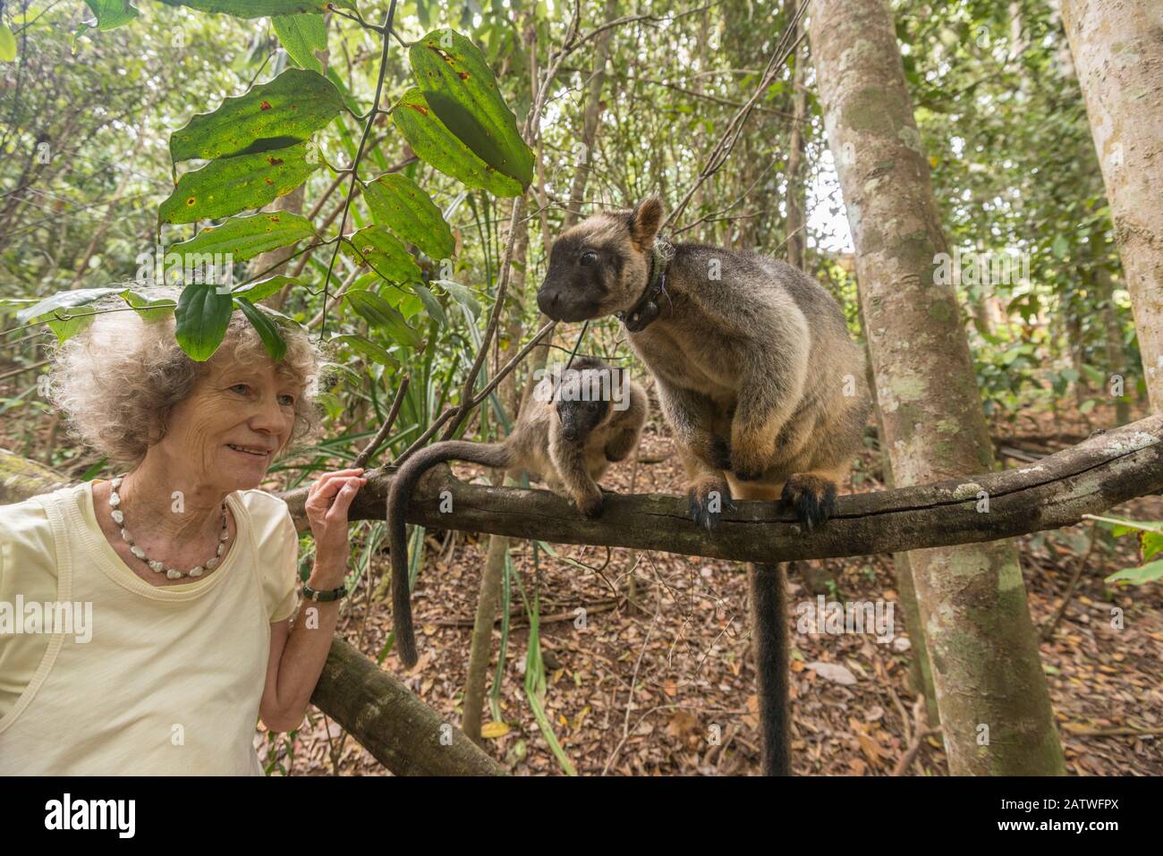 Margit Cianelli with Lumholtz tree kangaroo (Dendrolagus lumholtzi) Kimberley, a kangaroo she raised from a baby, now living in nearby forest with her own joey. Lumholtz Lodge, Atherton Tablelands, Queensland, Australia. Model released. Stock Photo
