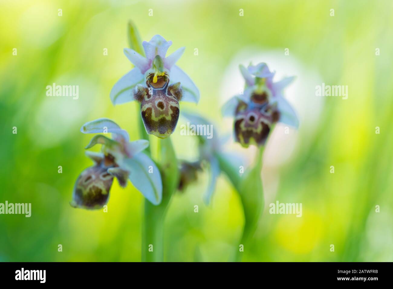Umbilicate woodcock orchid (Ophrys umbilicata) flowers. Cyprus. April. Stock Photo