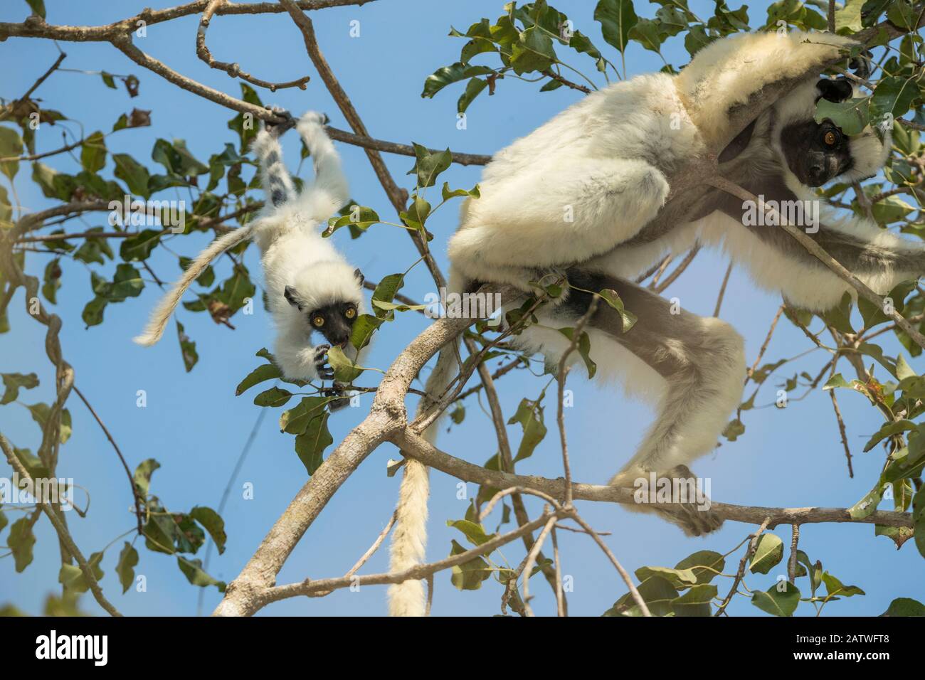 Deckens sifaka (Propithecus deckenii) female and her young playing