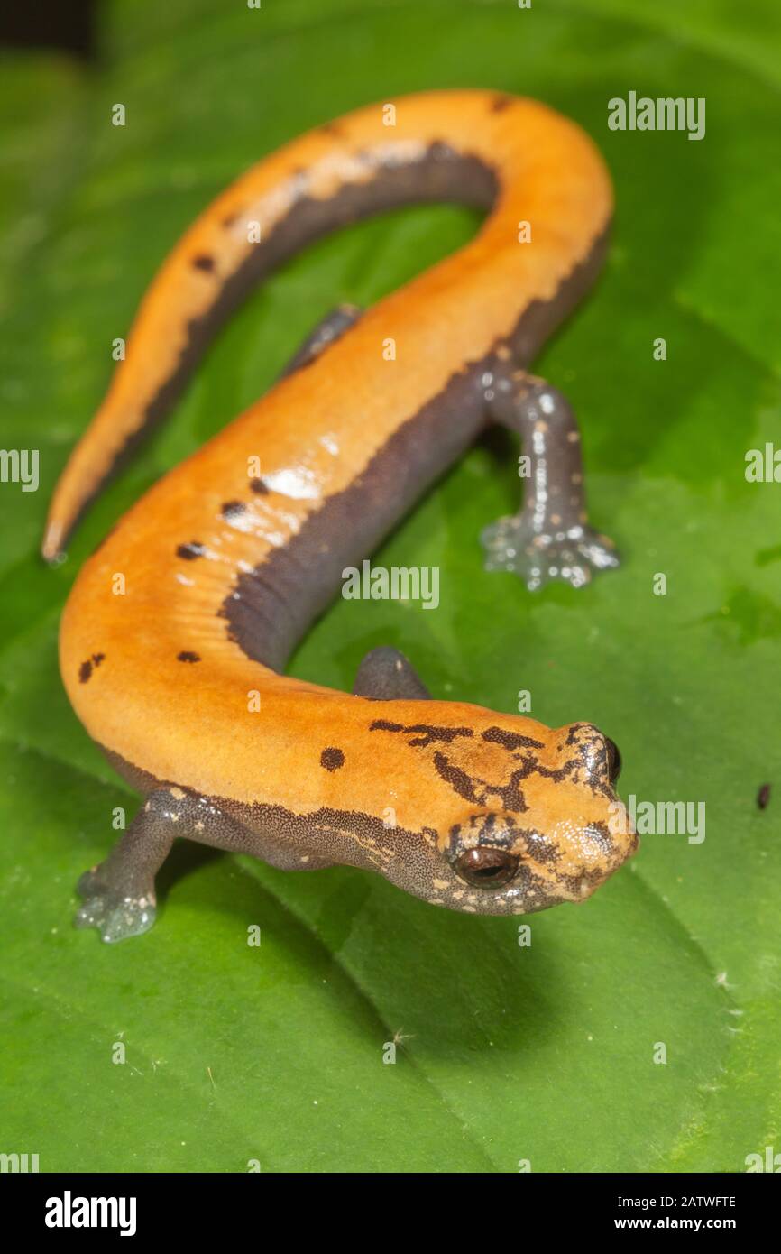 Broadfoot mushroomtongue salamander (Bolitoglossa platydactyla), Catemaco Lake, Los Tuxtlas Rainforest, Mexico, July Stock Photo