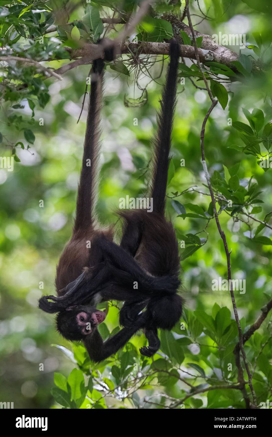 Central American spider monkey (Ateles geoffroyi) juveniles hanging by tails and playing, Calakmul Biosphere Reserve, Yucatan Peninsula, Mexico, August Stock Photo