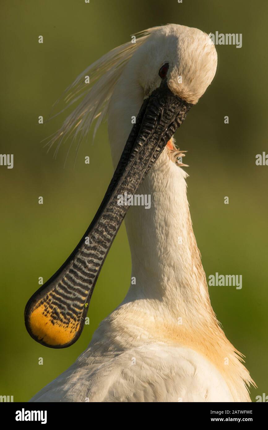 Spoonbill (Platalea leucorodia) preening, close up. Hungary. May. Stock Photo