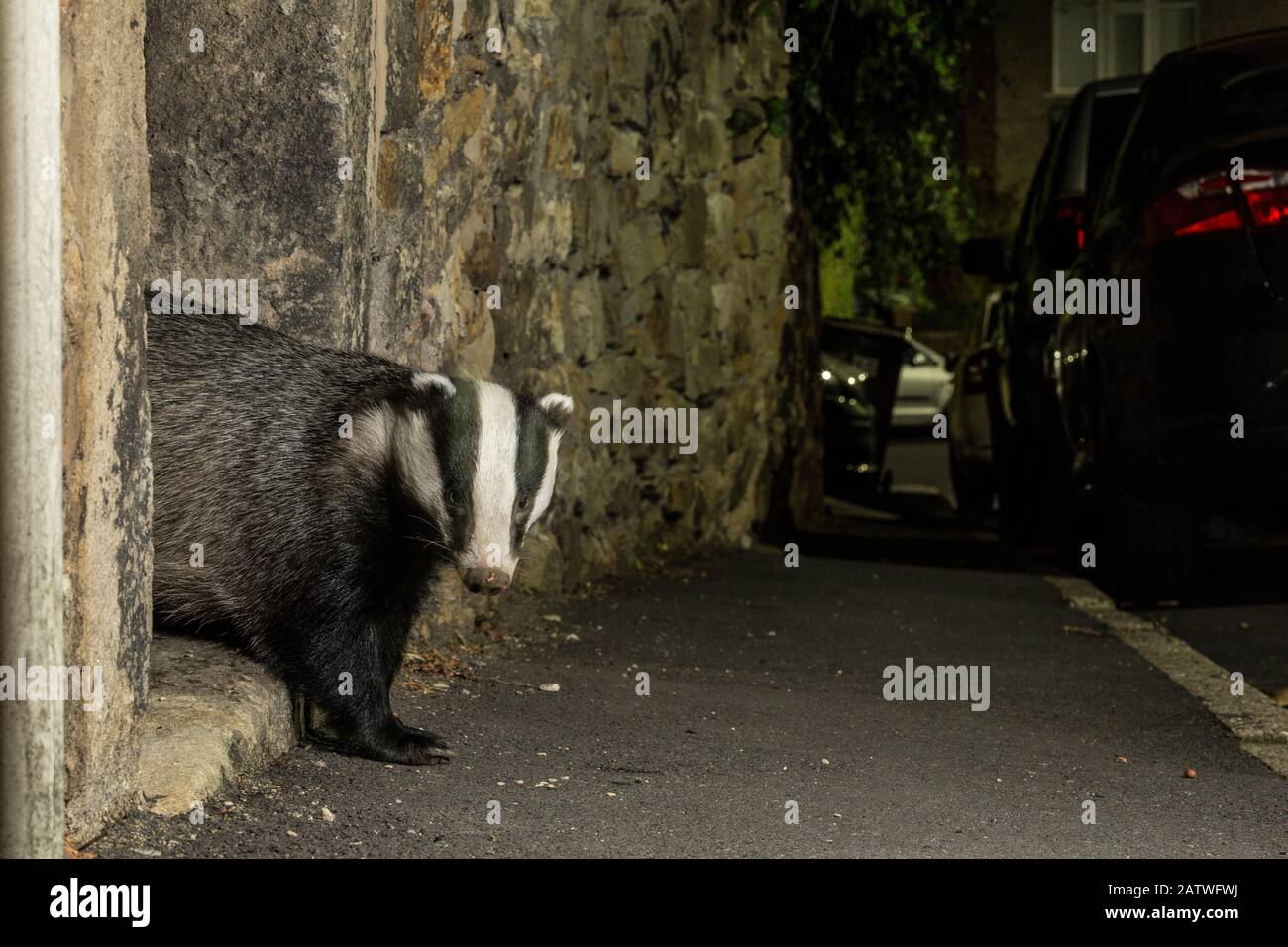 Badger (Meles meles) emerging through gateway in wall at night. In urban area, Sheffield, England, UK. October 2018. Stock Photo