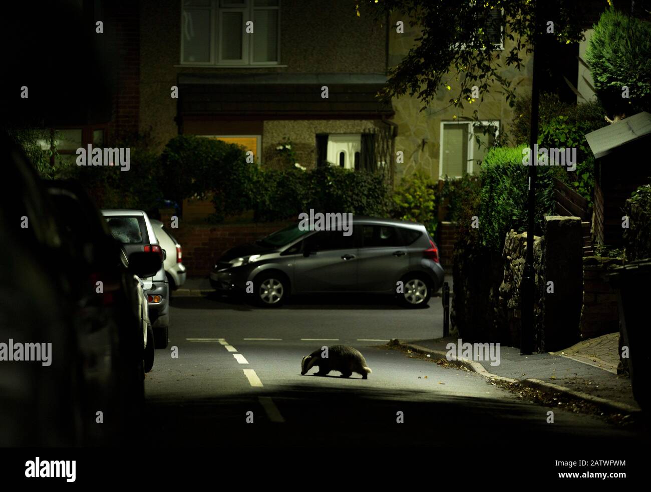 Badger (Meles meles) crossing road in residential area at night