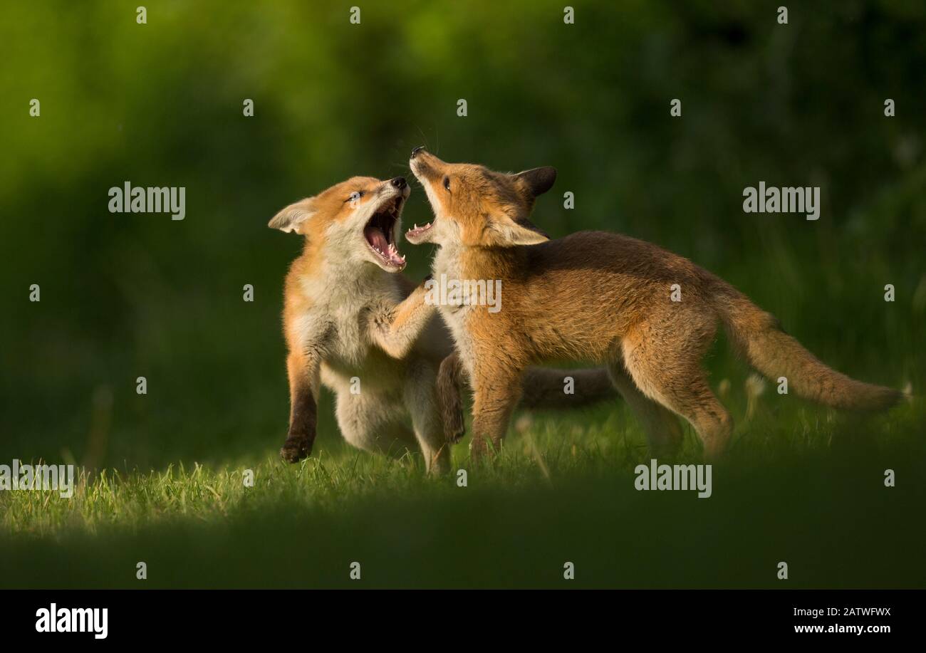 Red fox (Vulpes vulpes), two cubs play fighting. Sheffield, England, UK. May. Stock Photo