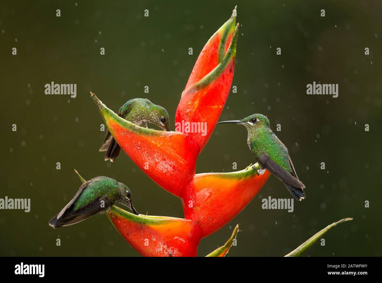 Green-crowned brilliant (Heliodoxa jacula), three feeding on Lobster-claw (Heliconia sp) flower in rain. Costa Rica. Stock Photo