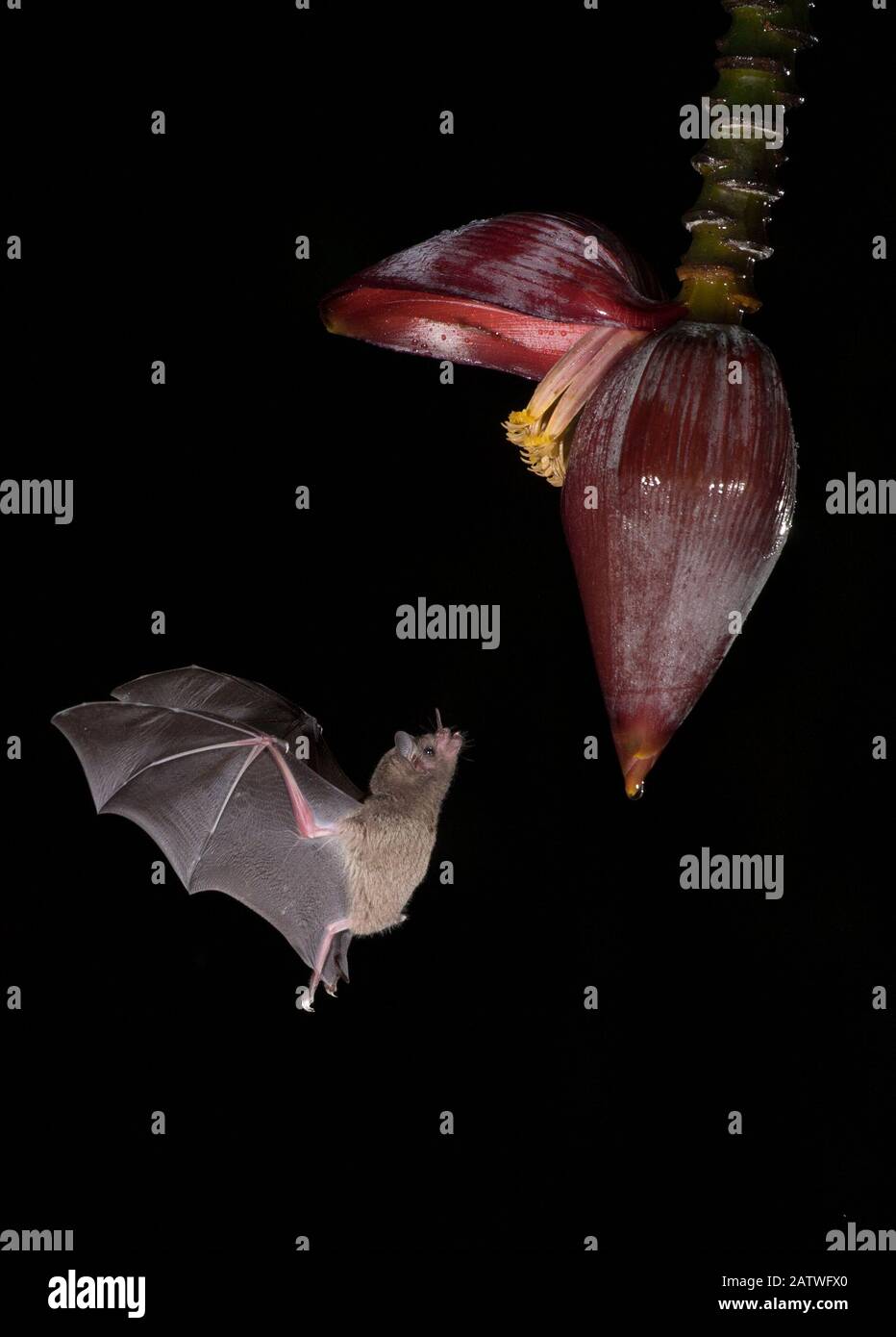 Leaf-nosed bat (Phyllostomidae sp) flying towards Banana (Musa sp) flower to feed. Costa Rica. Stock Photo