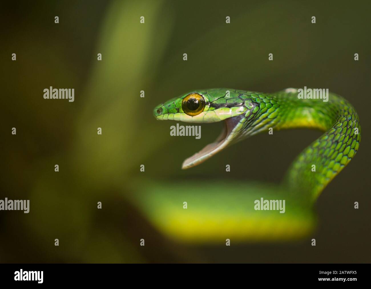 Parrot snake (Leptophis ahaetulla) in aggressive pose with mouth open. Costa Rica. Stock Photo