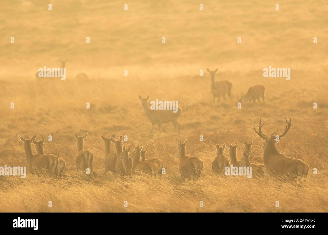 Red deer (Cervus elaphus) herd during rut in morning light. Derbyshire, England, UK. October. Stock Photo
