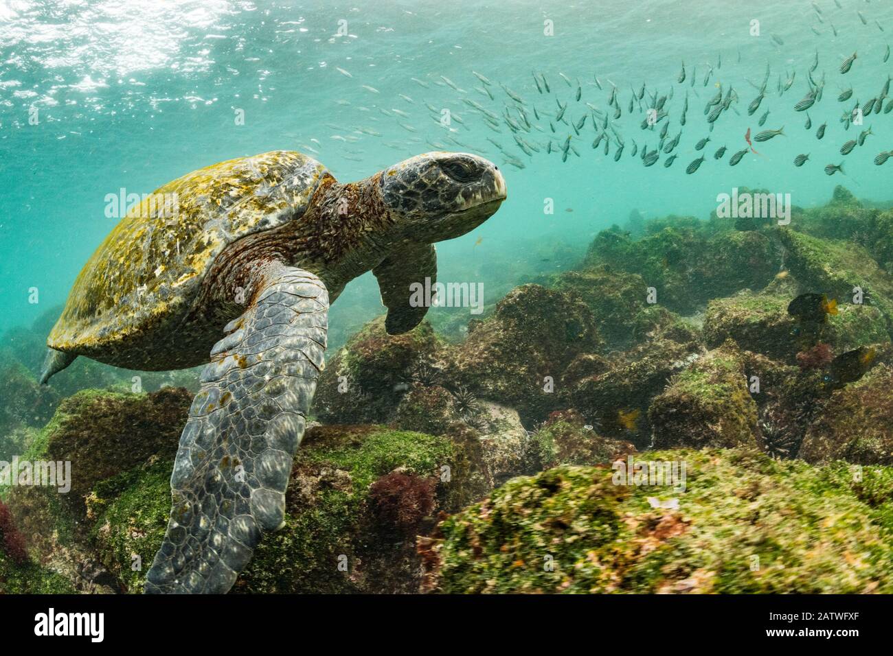Galapagos green turtle (Chelonia mydas agassizi) swimming above sea floor with shoal of fish in background. Off San Cristobal Island, Galapagos. Stock Photo
