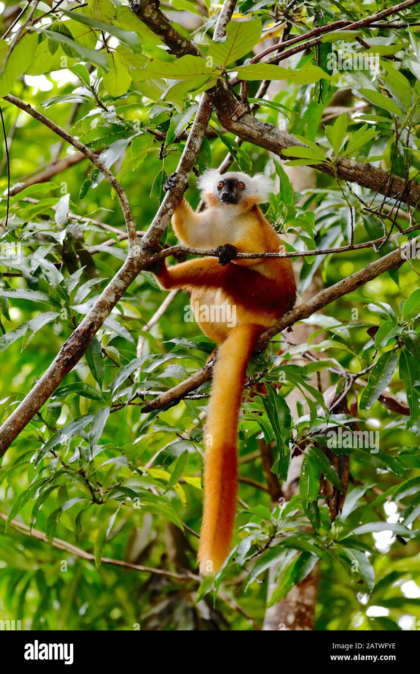 Black lemur (Eulemur macaco macaco) female sitting in tree. Lokobe Reserve, Nosy Be, Madagascar. Stock Photo