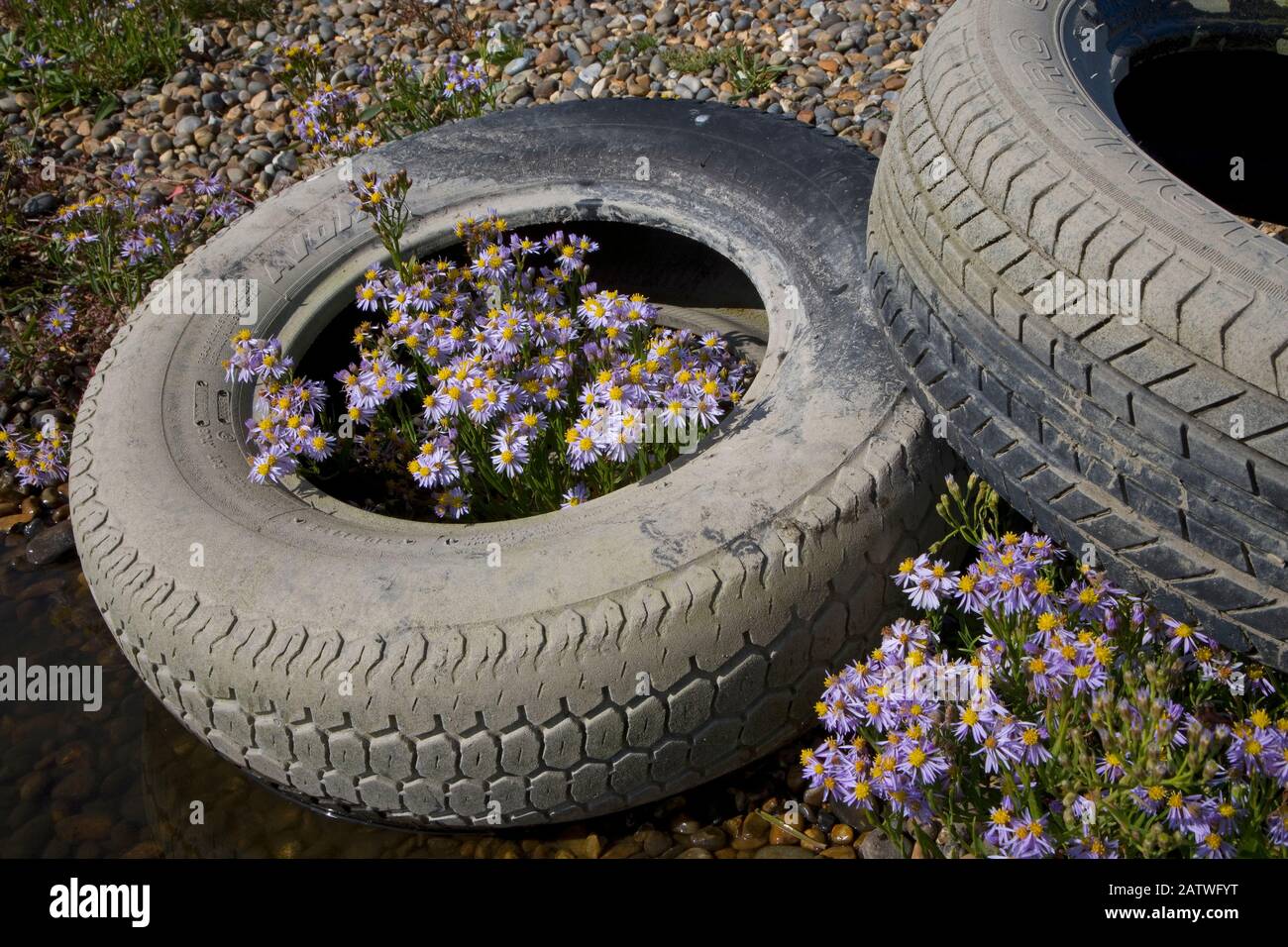Sea asters (Aster tripolium) in discarded car tyres, Norfolk, England, UK. September. Stock Photo