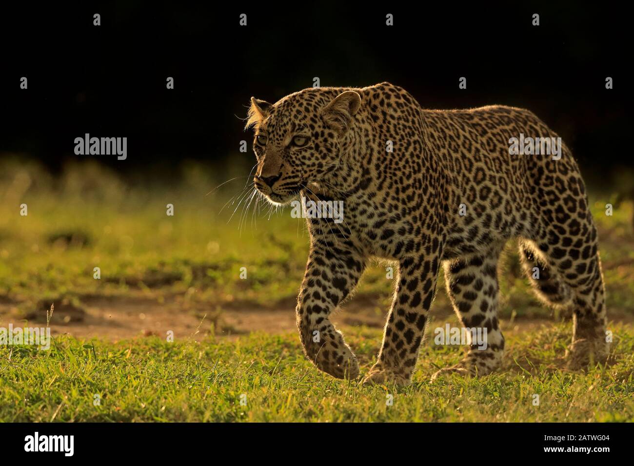 African Leopard (Panthera pardus) female walking, Masai Mara, Kenya Stock Photo