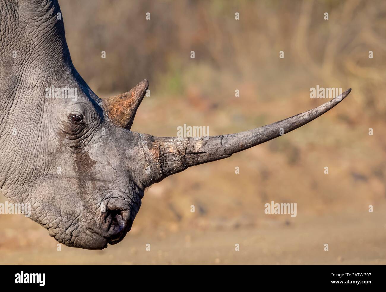 Как выглядит рог. Нос носорога. Самый большой Рог носорога.