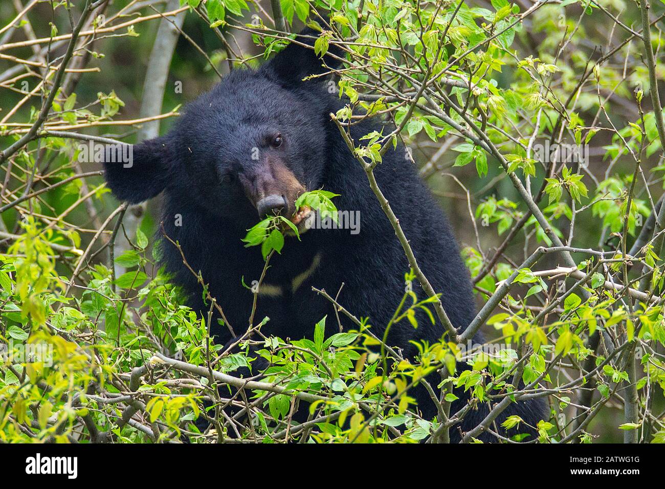 Asian black bear (Ursus thibetanus) feeding on leaves, Tangjiahe Nature Reserve, Sichuan Province, China, April. Stock Photo