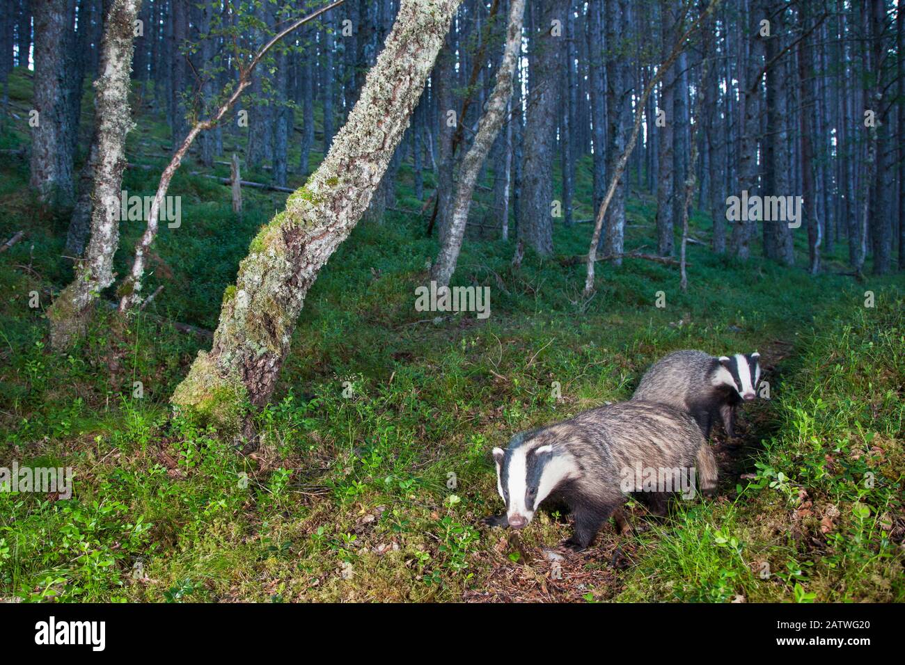 Eurasian badger (Meles meles), two foraging in Pine (Pinus sp) woodland. Glenfeshie, Cairngorms National Park, Scotland, UK. Stock Photo