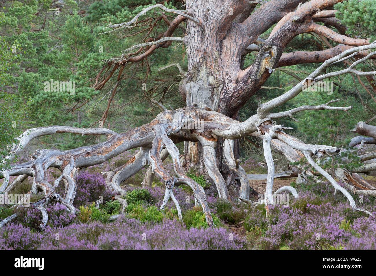 Ancient Scots pine (Pinus sylvestris) amongst flowering Common heather / Ling (Calluna vulgaris). Rothiemurchus Forest, Cairngorms National Park, Scotland, UK. Stock Photo