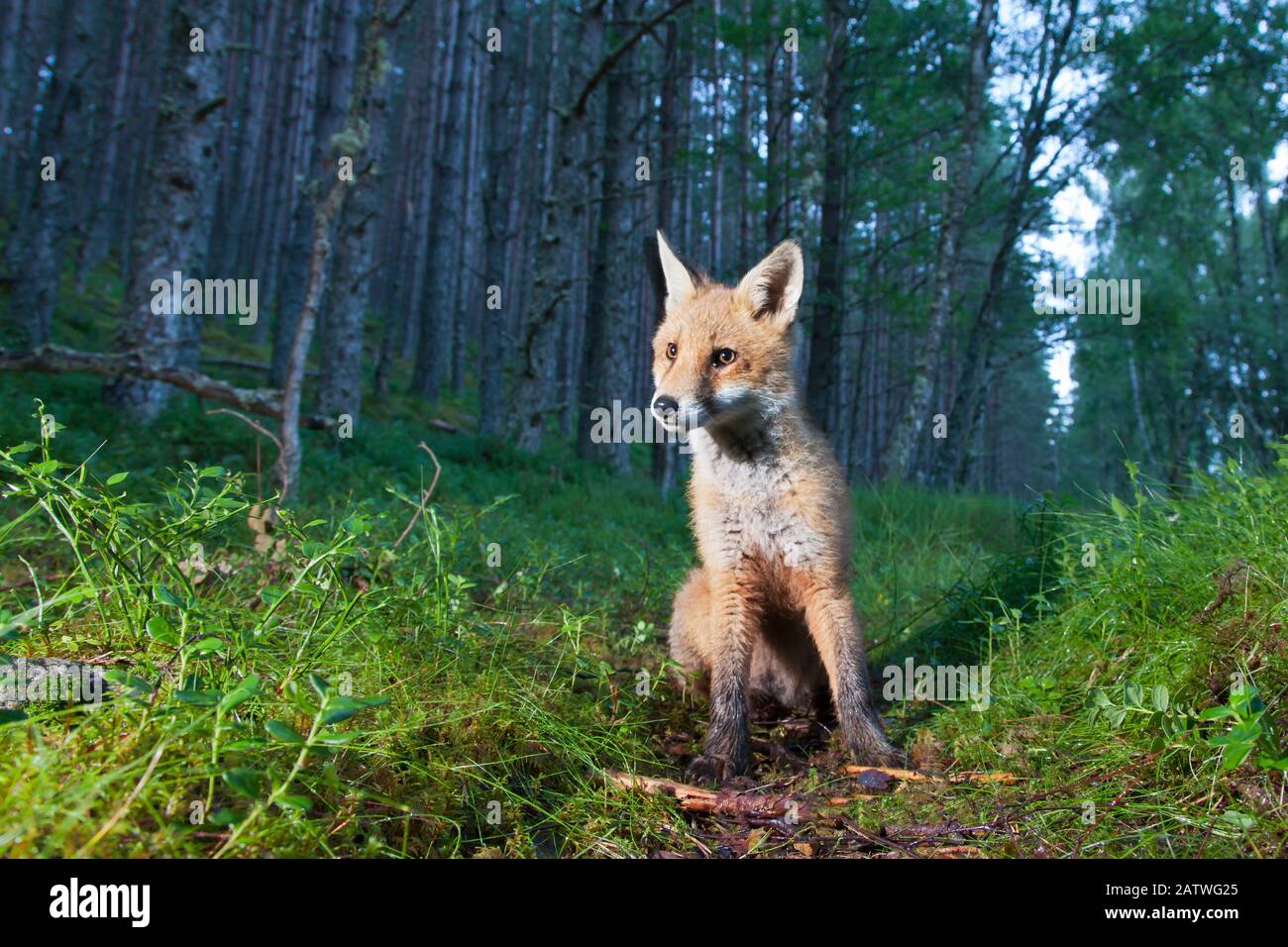 Red fox (Vulpes vulpes) cub sitting in coniferous woodland clearing at dusk. Glenfeshie, Cairngorms National Park, Scotland, UK. Stock Photo